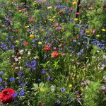PRAIRIE FLEURIE